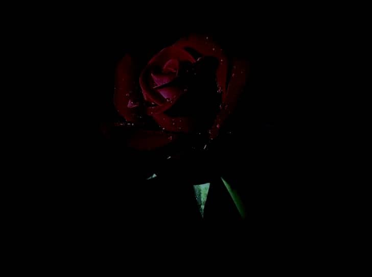 A rose in the dark.